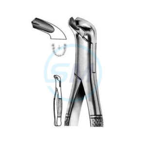 Extracting Forceps American Pattern D 01